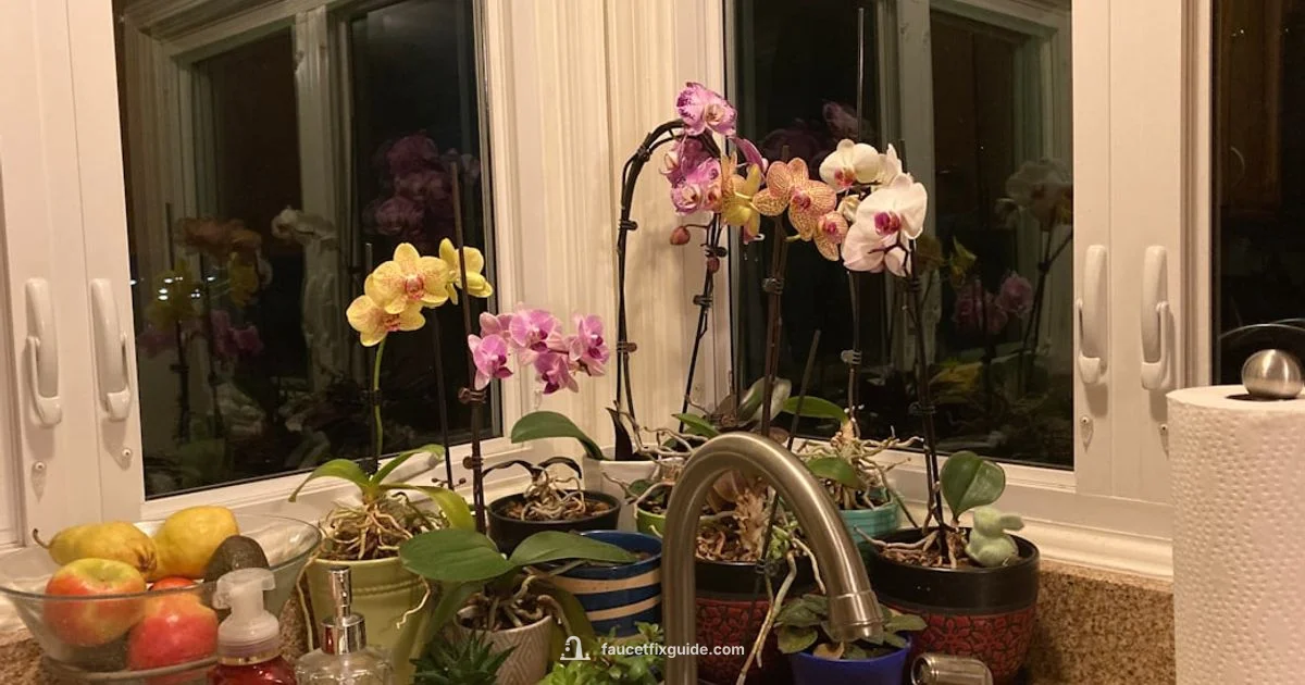 Faucet Water and Fish - Faucet Fix Guide