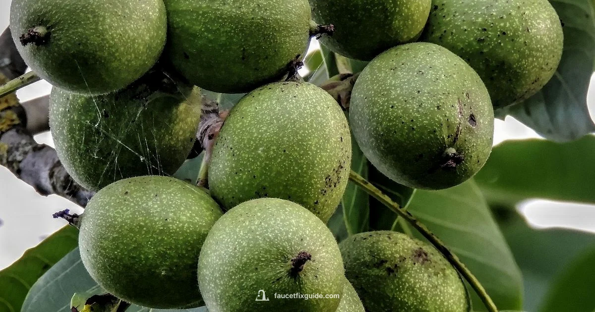 Tap Walnut Trees - Faucet Fix Guide