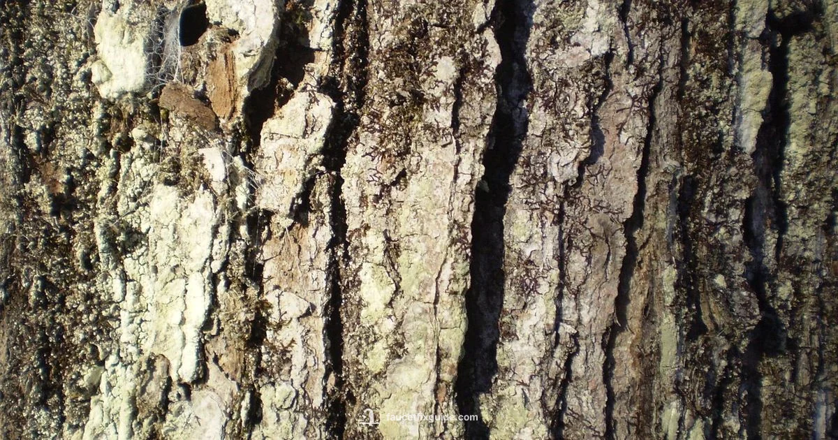 Maple Tapping Guide - Faucet Fix Guide