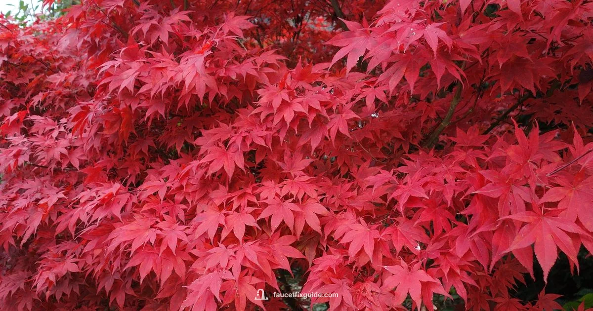 Maple Tapping Basics - Faucet Fix Guide