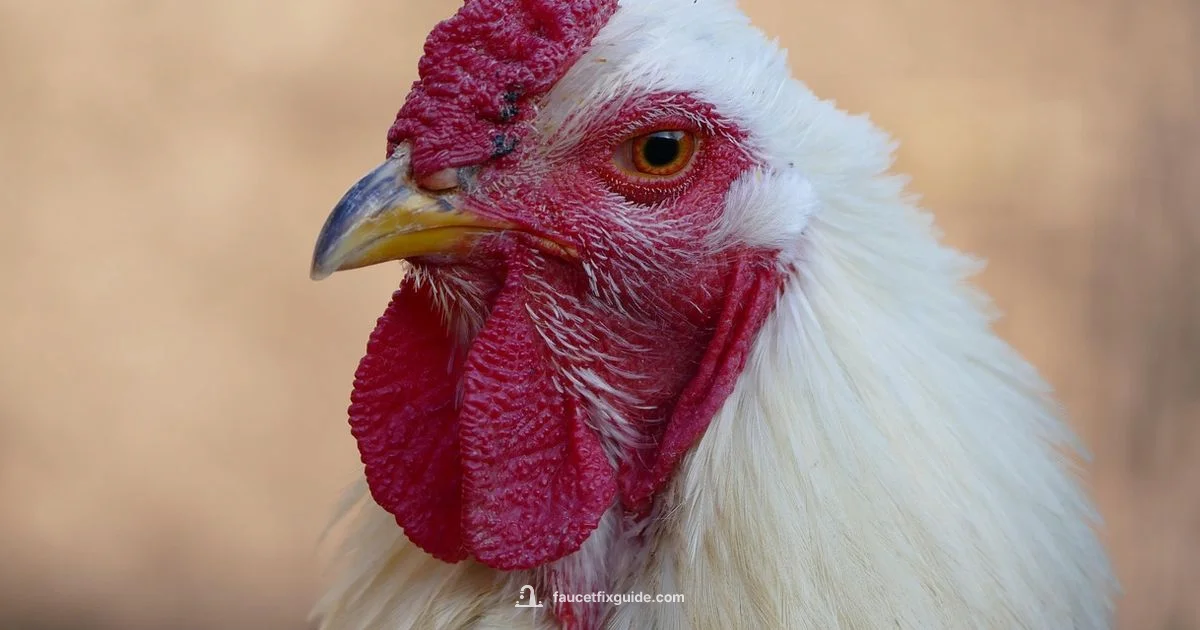 Faucet Head Cleaning - Faucet Fix Guide