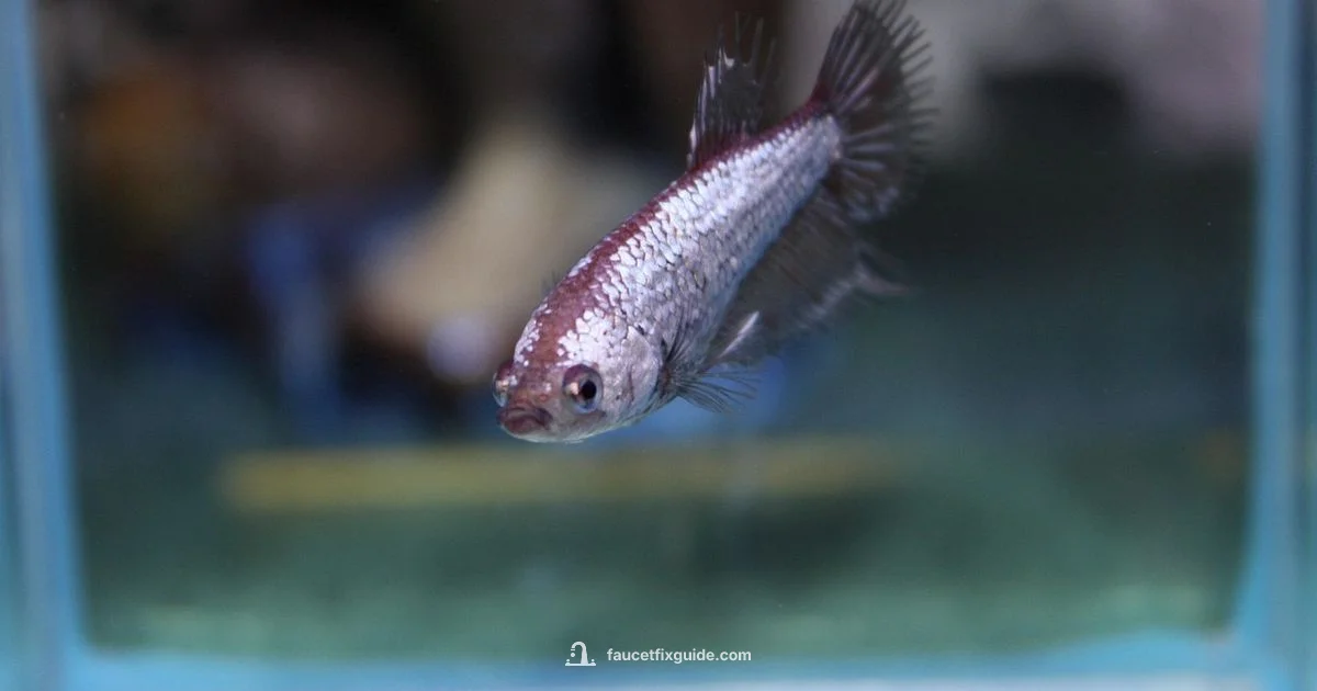 Safe Faucet Water Prep - Faucet Fix Guide