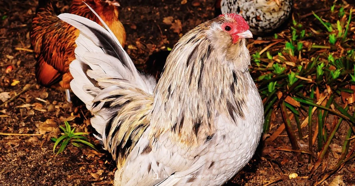 Spigot vs Spicket - Faucet Fix Guide